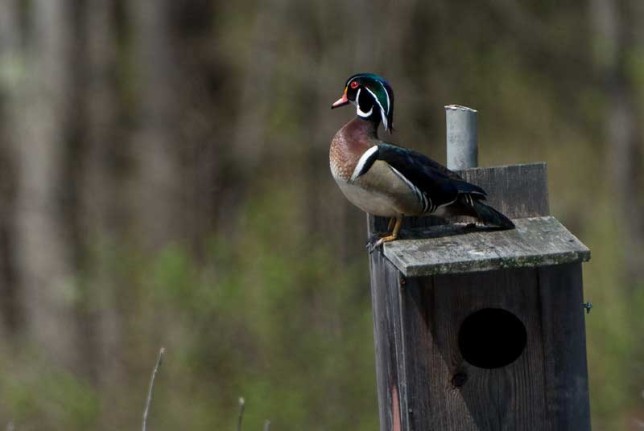 Photo of Wood Duck