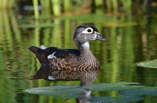 Photo of Wood Duck