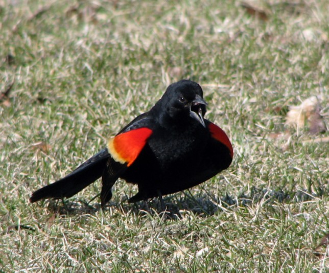 Photo of Red-winged Blackbird