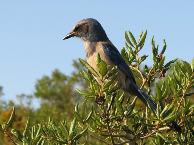 Photo of Florida Scrub-Jay