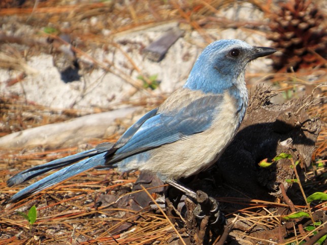 Photo of Florida Scrub-Jay