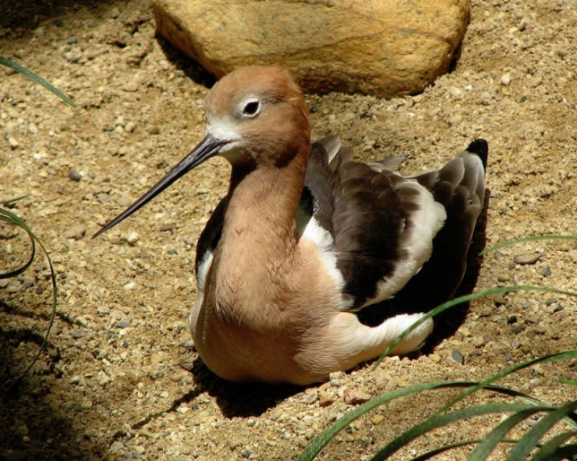 Photo of American Avocet