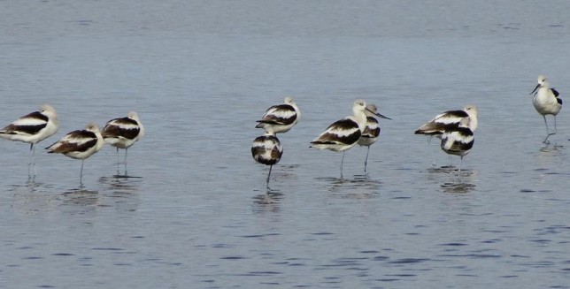 Photo of American Avocet