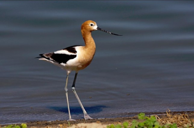 Photo of American Avocet