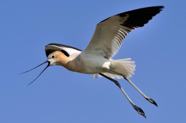Photo of American Avocet