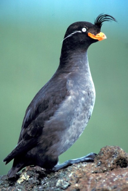 Photo of Crested Auklet