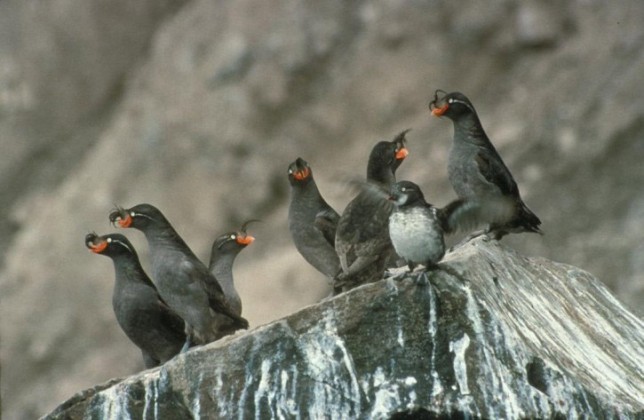 Photo of Crested Auklet