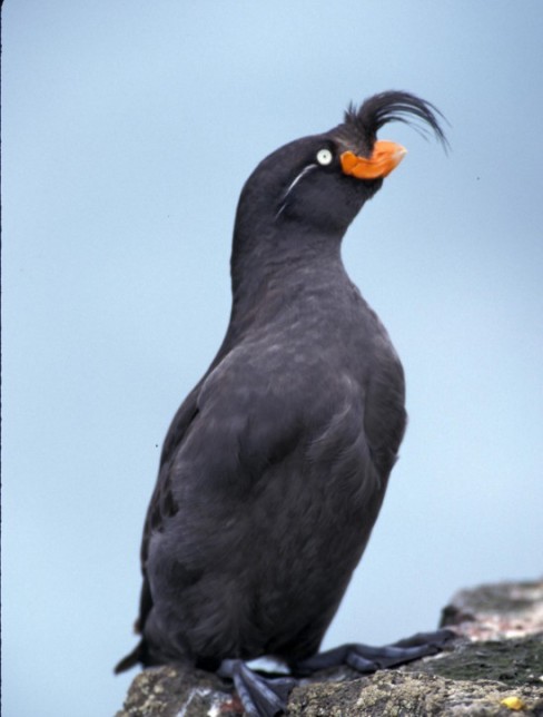 Photo of Crested Auklet