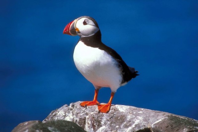 Photo of Atlantic Puffin