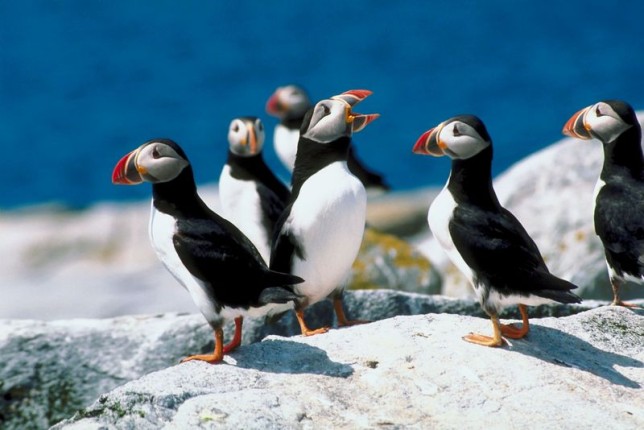 Photo of Atlantic Puffin