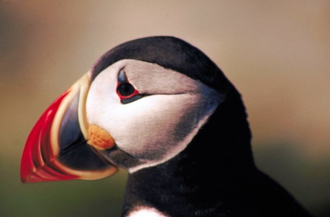 Photo of Atlantic Puffin