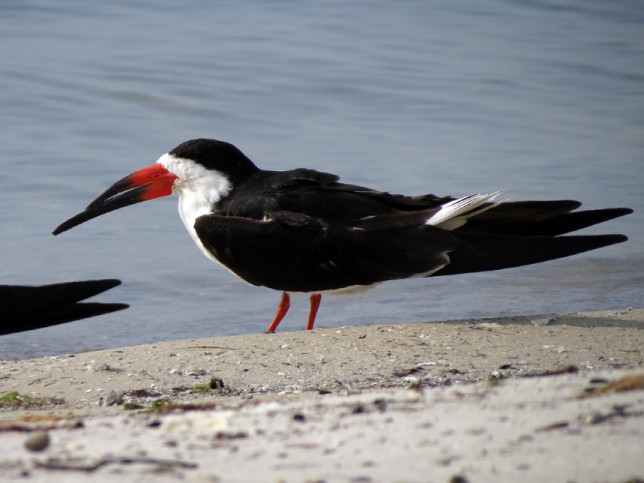 Photo of Black Skimmer