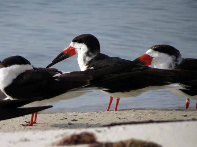 Photo of Black Skimmer