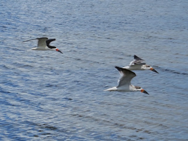 Photo of Black Skimmer