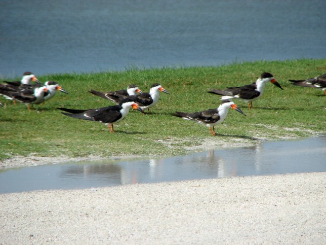 Photo of Black Skimmer