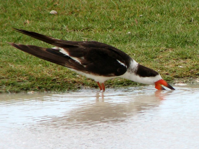 Photo of Black Skimmer