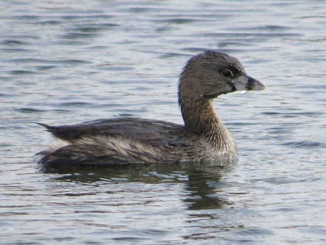 Photo of Pied-billed Grebe