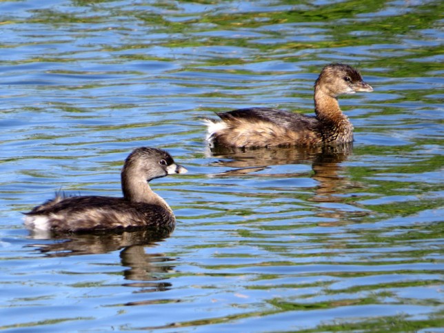 Photo of Pied-billed Grebe