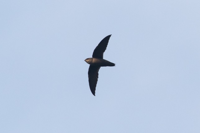 Photo of Chimney Swift