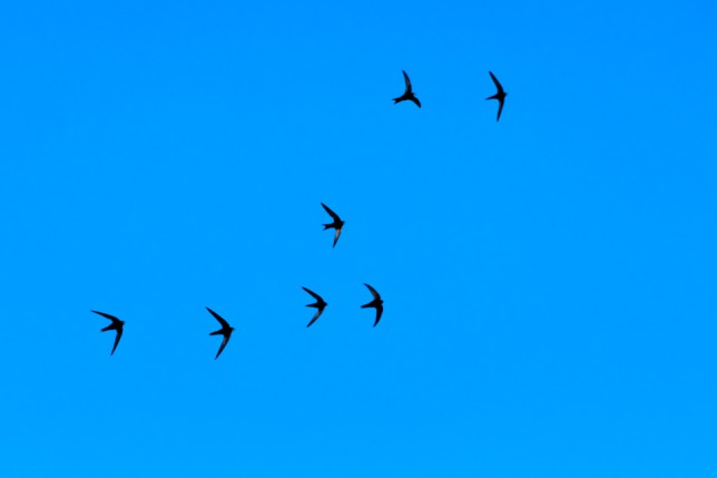 Photo of Chimney Swift