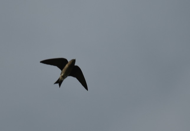 Photo of Chimney Swift