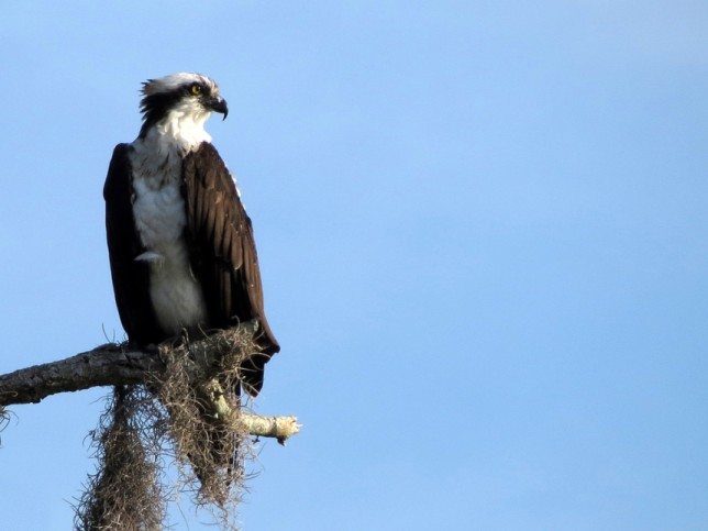 Photo of Osprey
