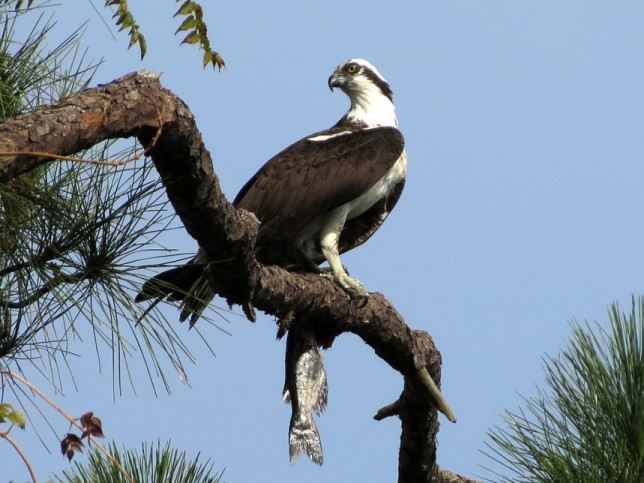 Photo of Osprey