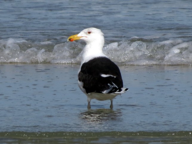 Photo of Great Black-backed Gull