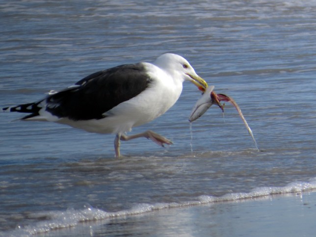 Photo of Great Black-backed Gull