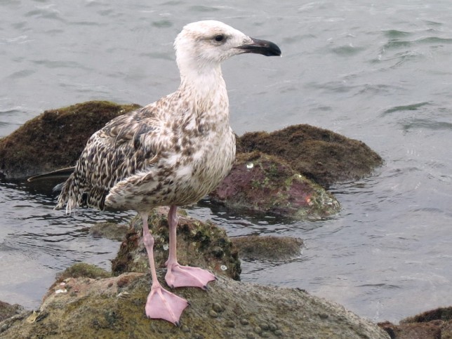 Photo of Great Black-backed Gull