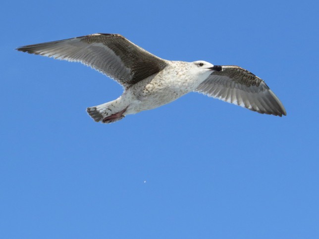 Photo of Great Black-backed Gull