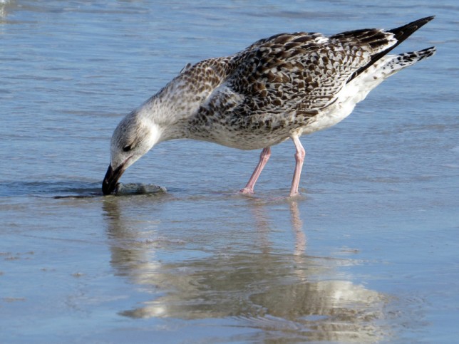 Photo of Great Black-backed Gull