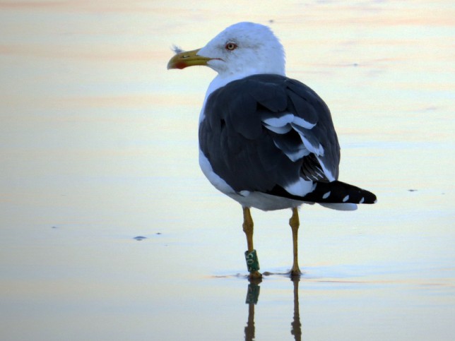 Photo of Lesser Black-backed Gull