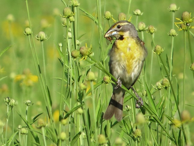Photo of Dickcissel