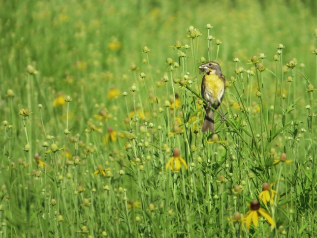 Photo of Dickcissel