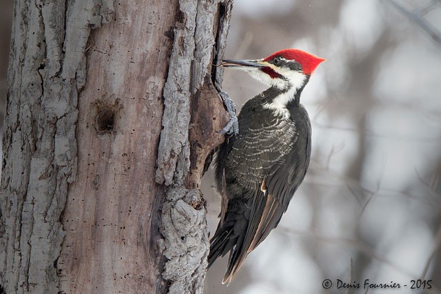 Photo of Pileated Woodpecker