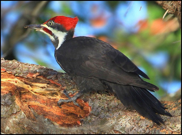 Photo of Pileated Woodpecker