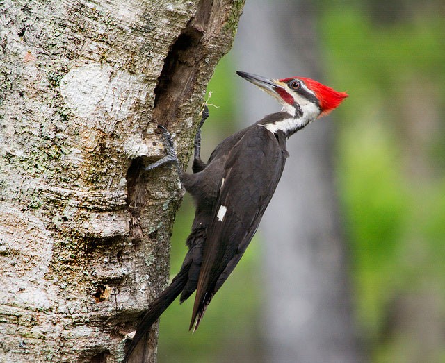Photo of Pileated Woodpecker