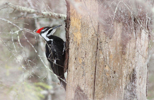 Photo of Pileated Woodpecker
