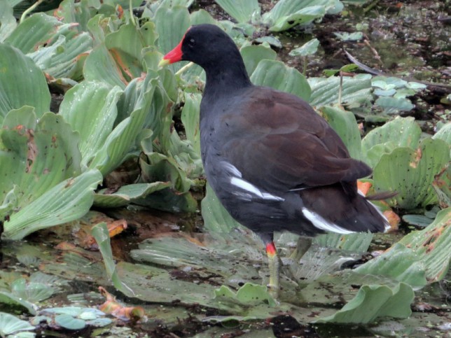 Photo of Common Gallinule