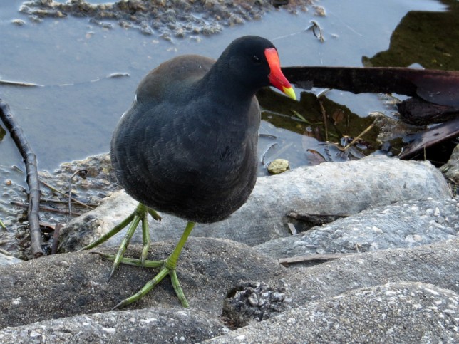 Photo of Common Gallinule