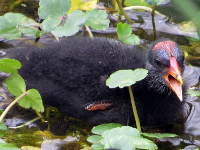 Photo of Common Gallinule