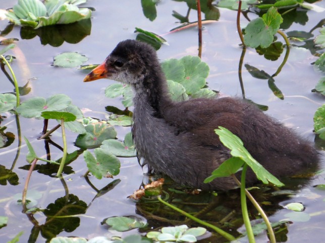 Photo of Common Gallinule