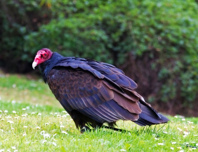 Photo of Turkey Vulture
