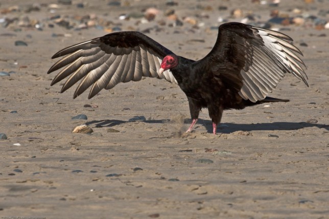 Photo of Turkey Vulture