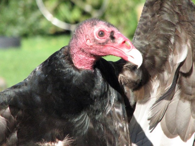 Photo of Turkey Vulture