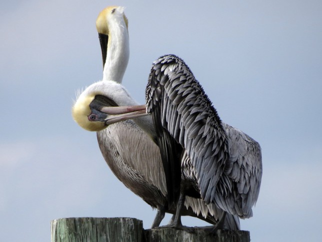 Photo of Brown Pelican