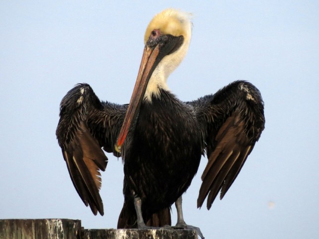 Photo of Brown Pelican