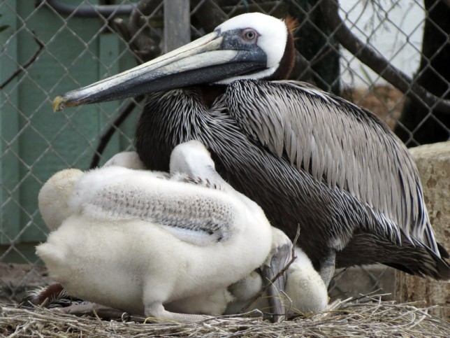 Photo of Brown Pelican