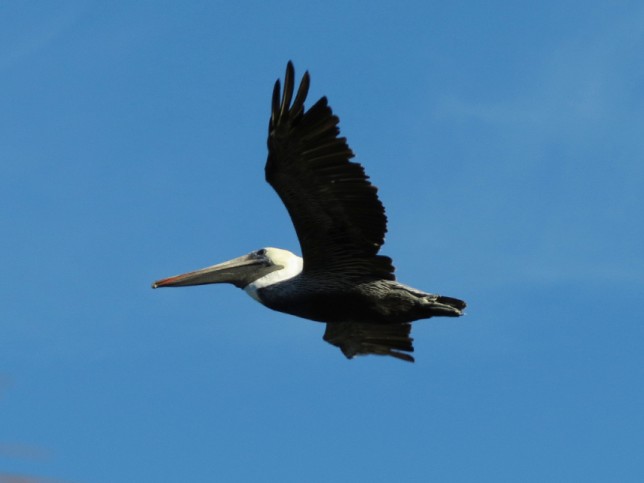 Photo of Brown Pelican